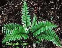 برگشاخه های سرخس