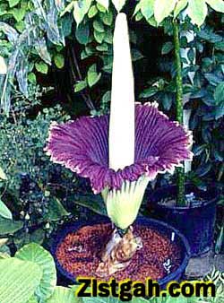 Amorphophallus -1