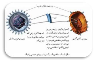 ساخت واکسن ضد هرپس تناسلی
