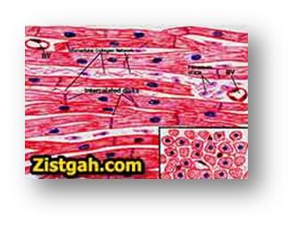 Cardiac-muscle-.jpg