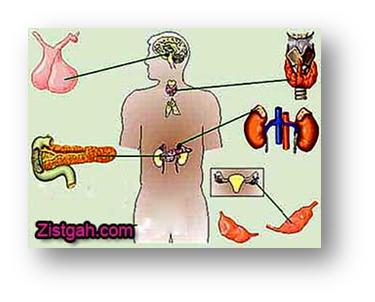 نكات كنكوري درباره هورمون ها
